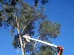 Dangerous Tree Removals or Tree Trimming by a Licensed and Insured Tree Service in Sarasota, FL