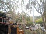 Licensed and Insured Tree Service for Dangerous Tree Trimming or Tree Removals for Nokomis, FL
