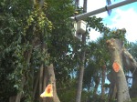 Licensed and Insured Tree Service for Dangerous Tree Trimming or Tree Removals for Nokomis, FL